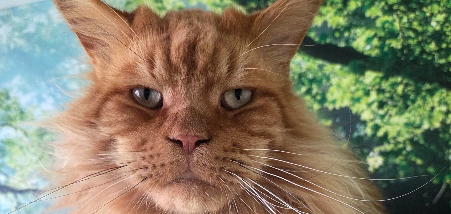 "leerwerkburo reintegratie kat"