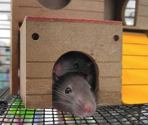 Het succesverhaal van Aldert