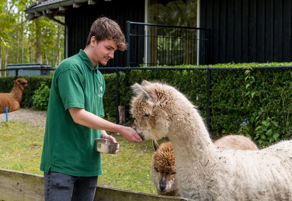 Tijdens zijn Modulaire Dienstverlenings traject werkt Evert in de dierentuin. Hij verzorgt hier met veel plezier de alpaca's.